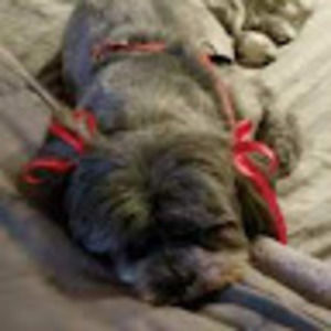 Meet your Posher, Andre